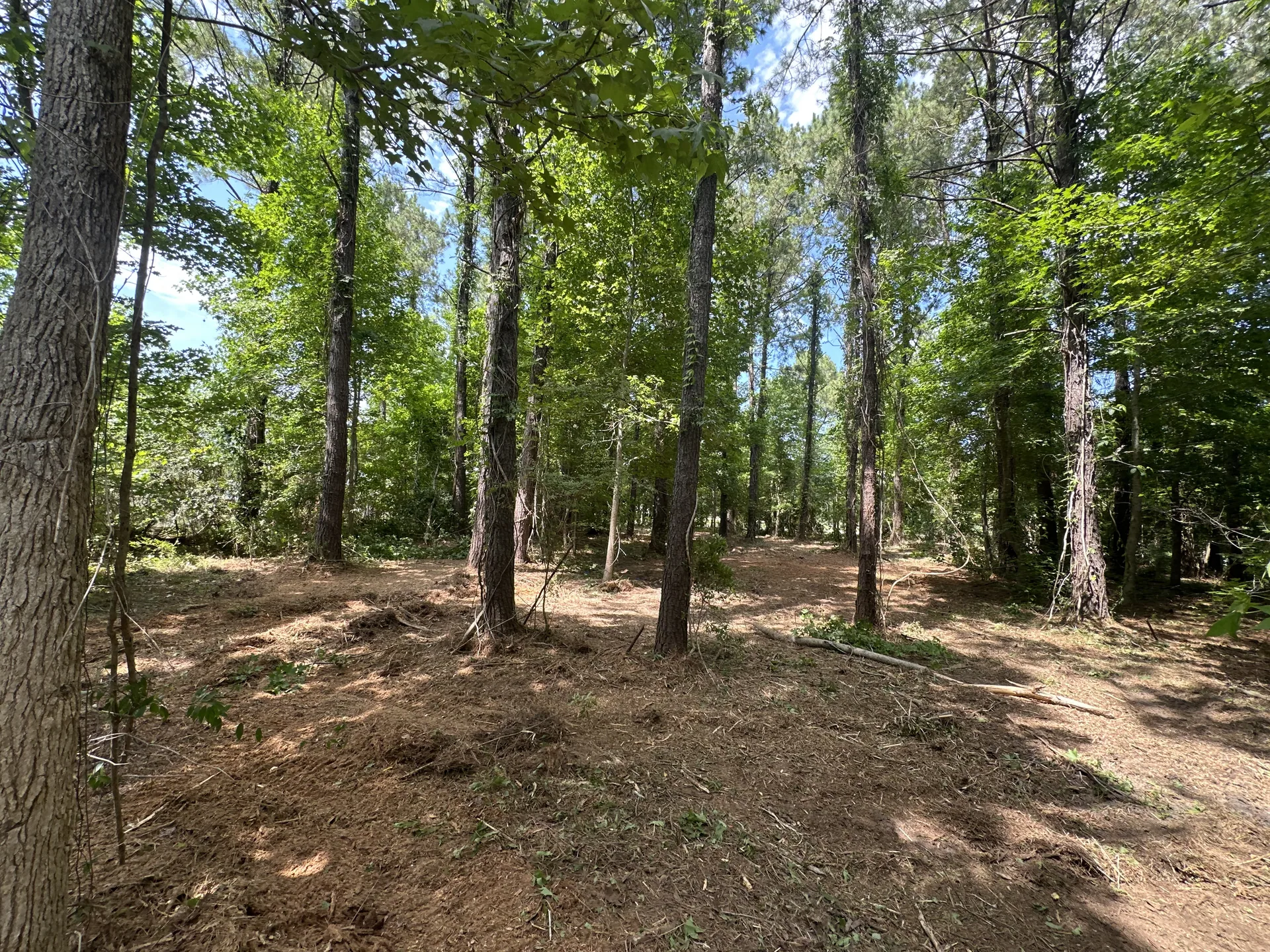 Cleared Understory Mulched Ground Wooded Lot Beaufort NC