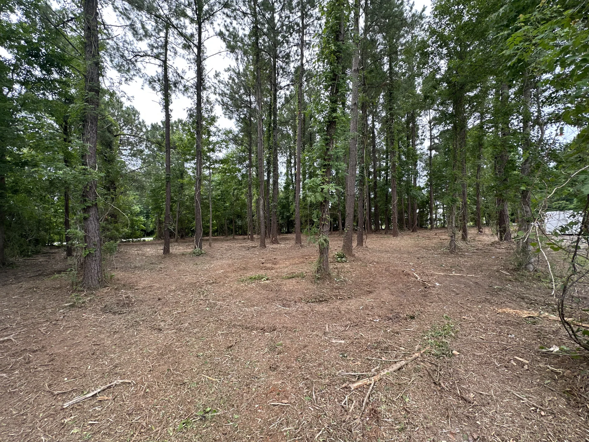Underbrush Clearing