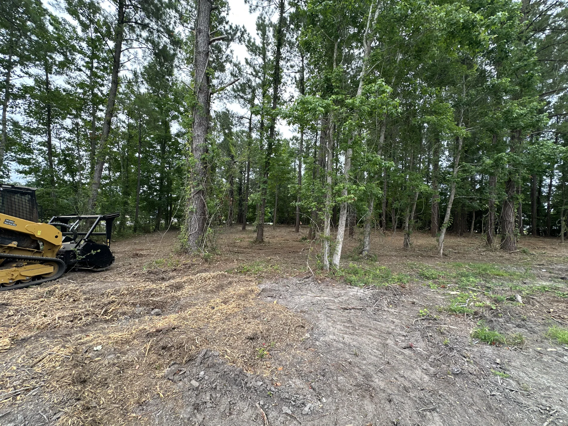 Underbrush Cleared Pine Lot Mulcher Morehead City NC